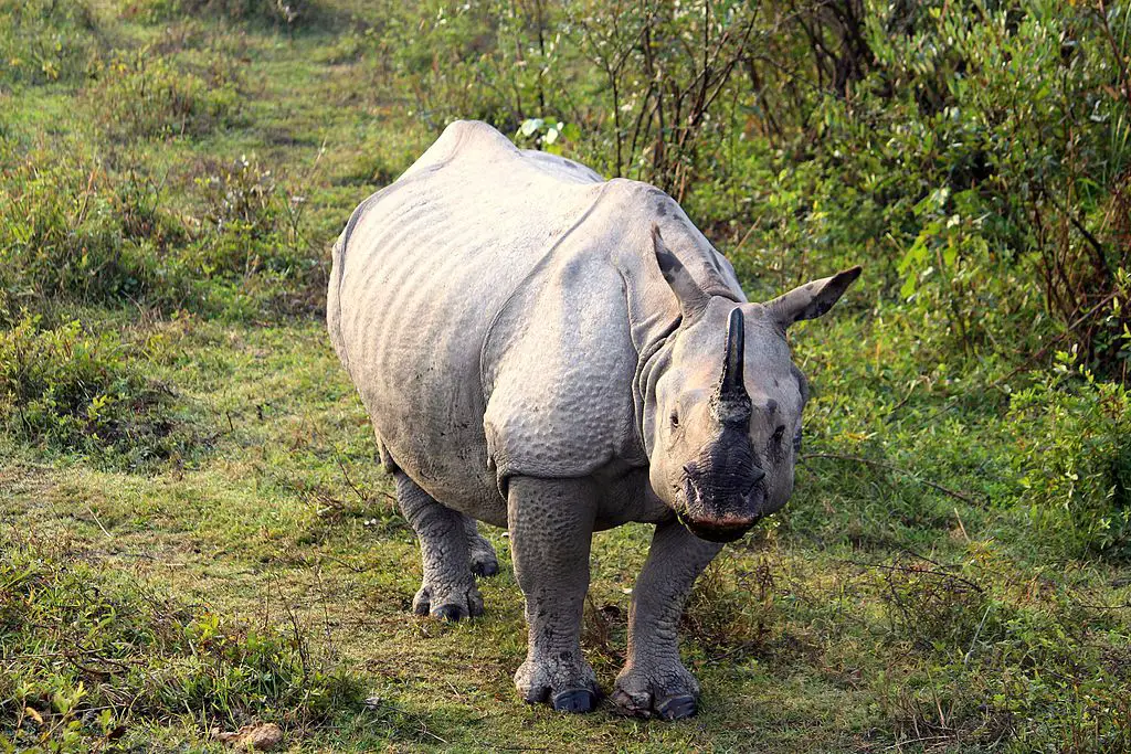 Unique State Animals of Northeastern States » Discover Northeast India