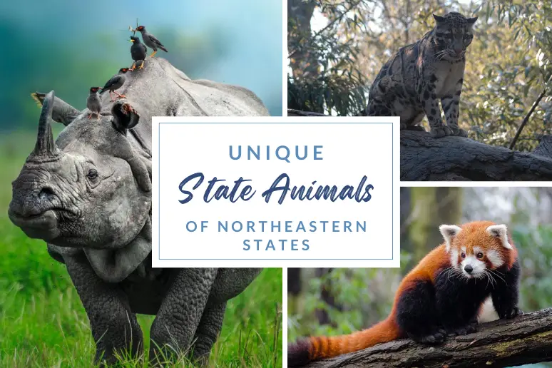 Unique State Animals of Northeastern States » Discover Northeast India