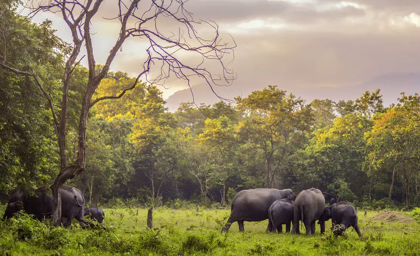 View of elephants in Manas National Park