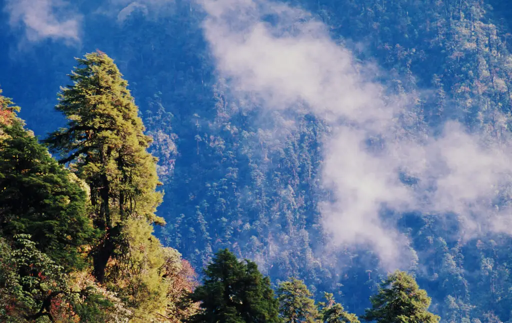 Kangchenjunga National Park e1675437480178