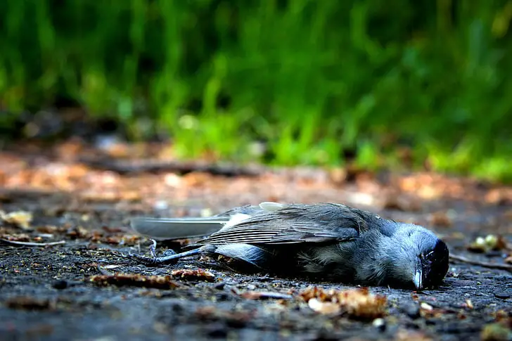 bird death