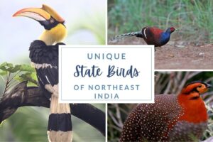 State Birds of Northeastern States