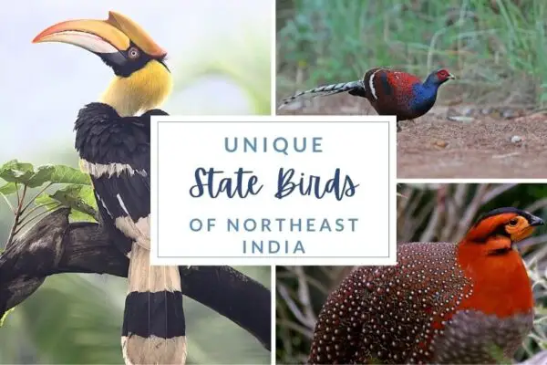 Unique State Birds of Northeastern States