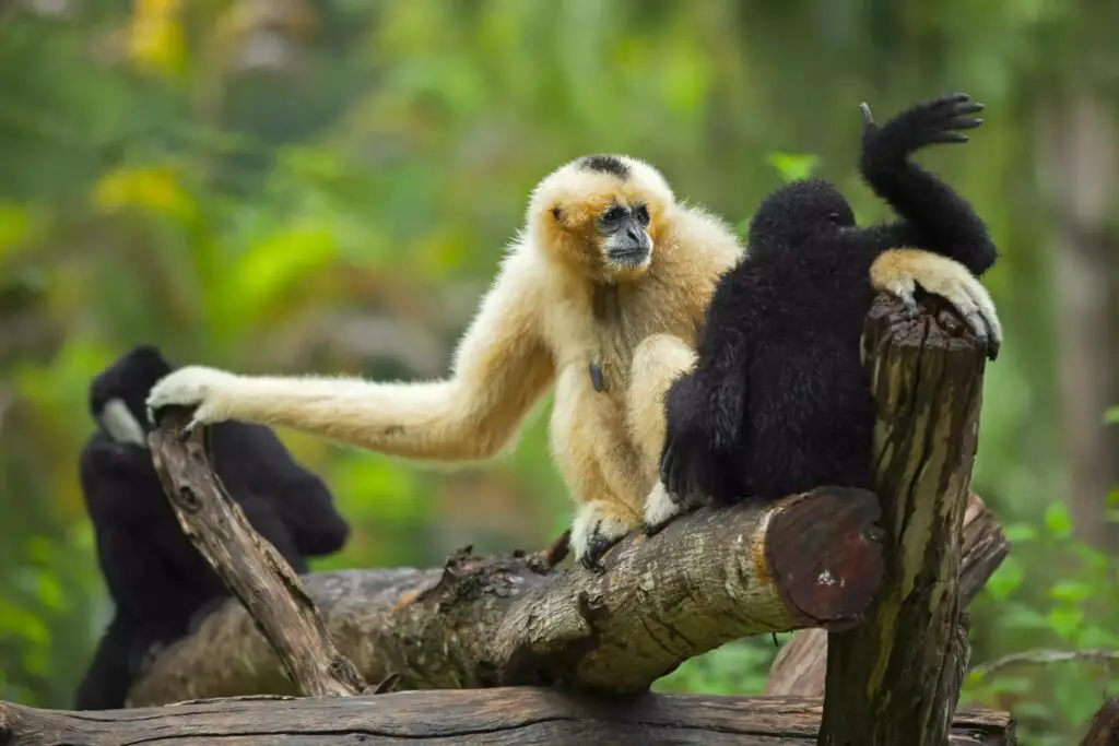 Hoolongapar Gibbon Wildlife Sanctuary