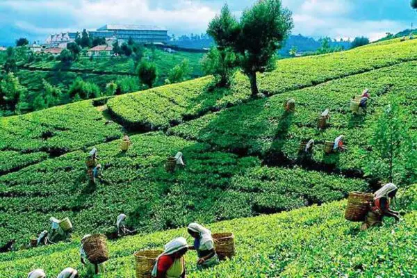Jorhat: Tea Capital of India