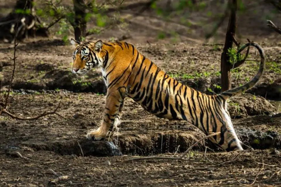 Dampa Tiger Reserve 03