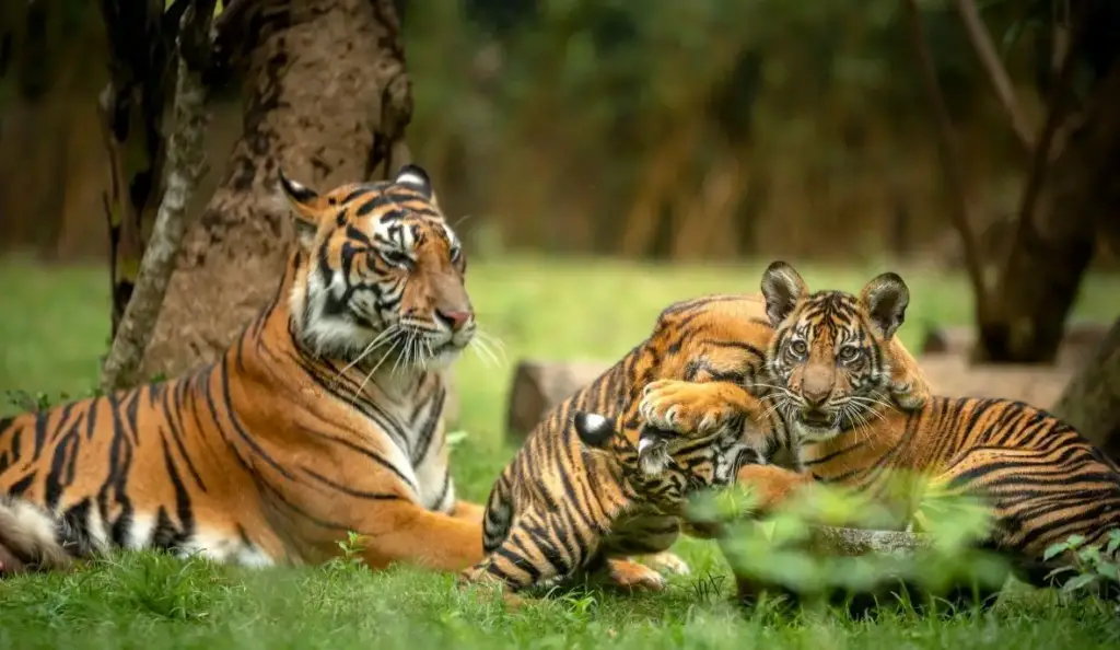 Dampa Tiger Reserve 05